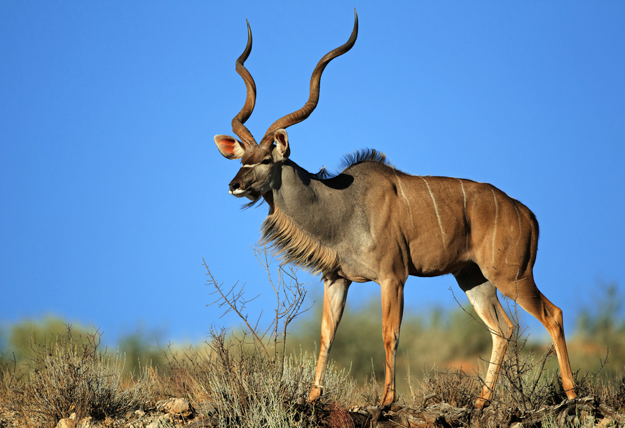Mit ein bisschen Glück begegnen Sie einer Kudu-Antilope mit imposantem Geweih.