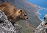 Den niedlichen Klippschliefern können Sie in der Kapregion begegnen. 