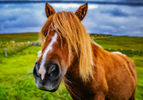 Die Shetlandinseln sind Heimat der süßen Shetland-Ponys.