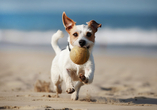Auch Ihr Hund wird am Strand in Koserow viel Spaß haben.
