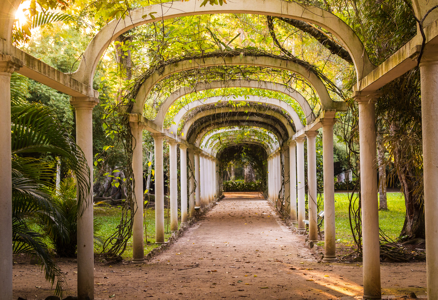Wenn Sie das optionale Ausflugspaket gebucht haben, schreiten Sie im Botanischen Garten von Rio de Janeiro durch eine andere Welt.
