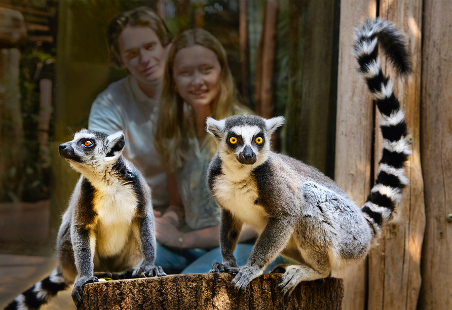 Kattas sind in Madagaskar beheimatet und ebenfalls in der Erlebniswelt Gelsenkirchen zu bestaunen.
