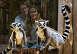 Kattas sind in Madagaskar beheimatet und ebenfalls in der Erlebniswelt Gelsenkirchen zu bestaunen.