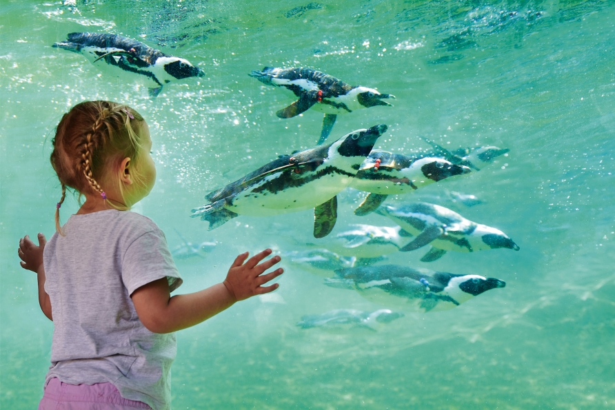 Die niedlichen Brillenpinguine sind ein wahres Highlight.