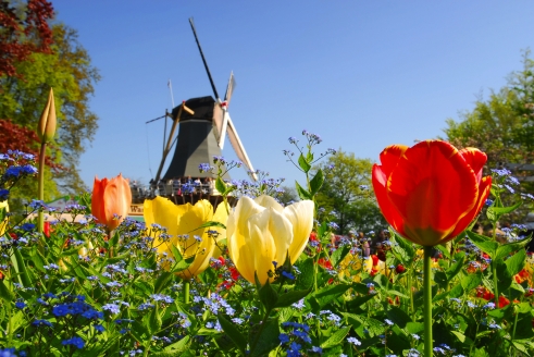 Die Zeit der Tulpenblüte ist die ideale Reisezeit für eine Kreuzfahrt durch die Niederlande.