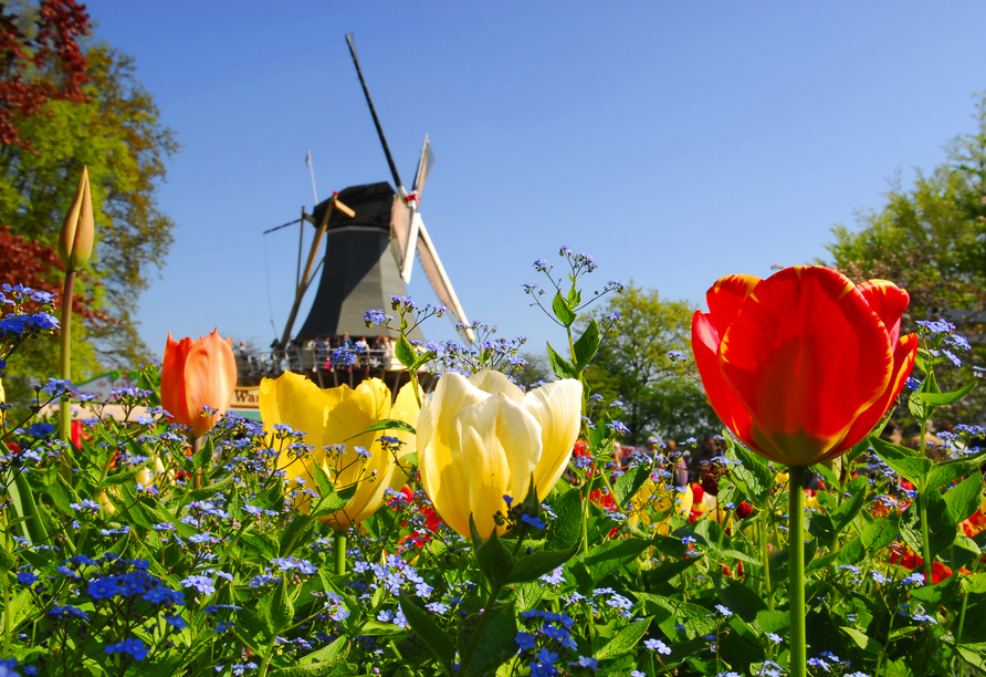 Die Zeit der Tulpenblüte ist die ideale Reisezeit für eine Kreuzfahrt durch die Niederlande.