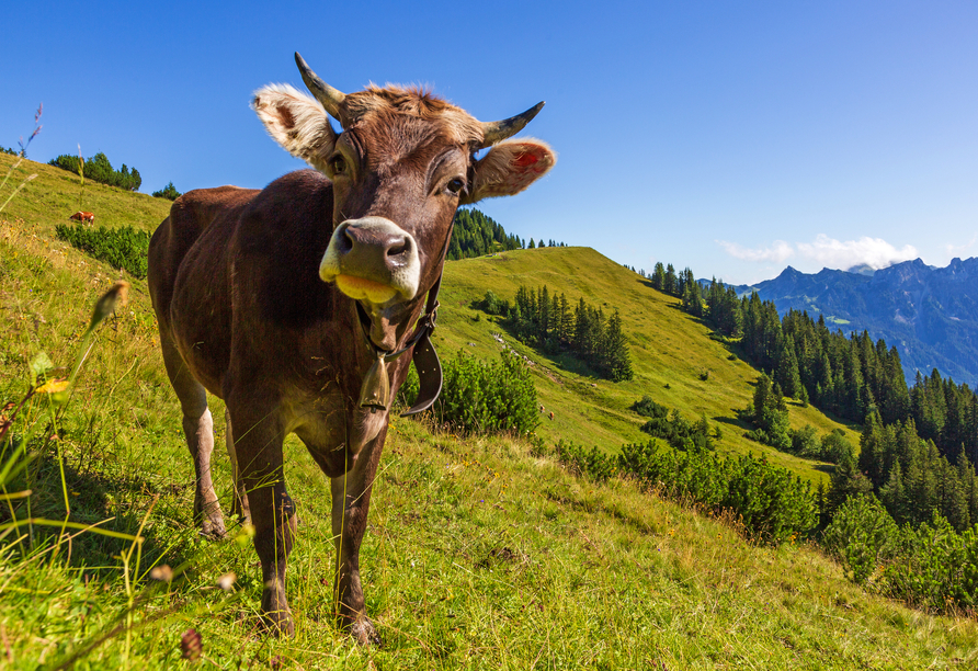 Genießen Sie die Ruhe und das Freiheitsgefühl der Tiroler Alpen.