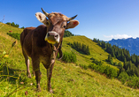 Genießen Sie die Ruhe und das Freiheitsgefühl der Tiroler Alpen.