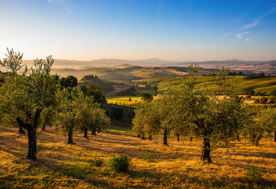 Olivenhain in der Toskana im Morgenlicht