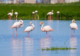 Rund 25 km vor Olbia finden Sie die Laguna di San Teodoro, die Heimat des rosa Flamingos!