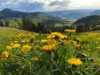 Saftige Wiesen und die Berge im Hintergrund – das ist das wunderschöne Allgäu.