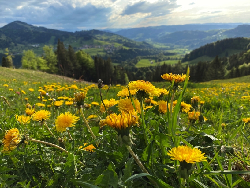 Saftige Wiesen und die Berge im Hintergrund – das ist das wunderschöne Allgäu.