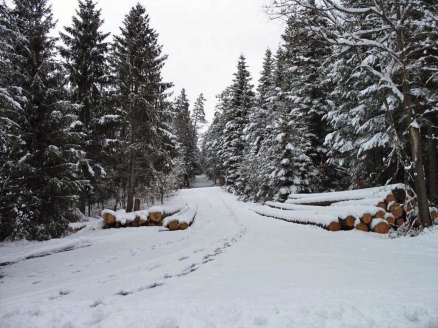 Es gibt doch nichts Schöneres als ein Spaziergang durch den verschneiten Wald.