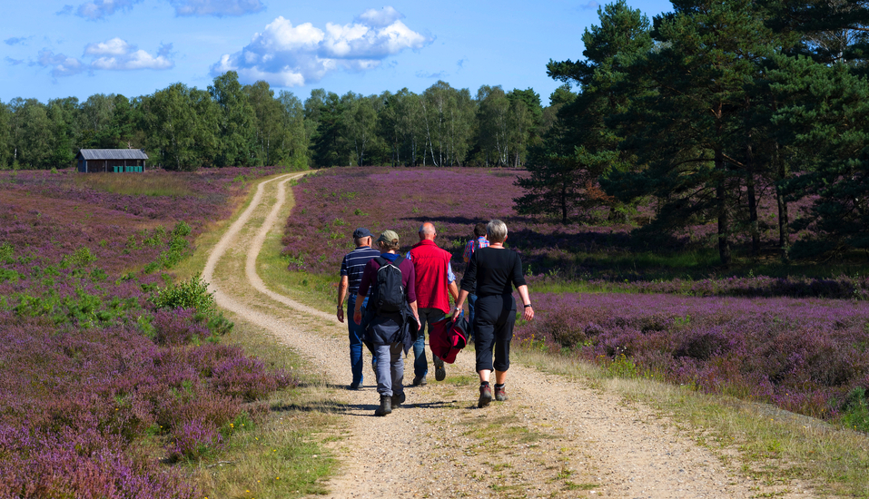 Gehen Sie auf Erkundungstour und wandern Sie durch die Südheide.