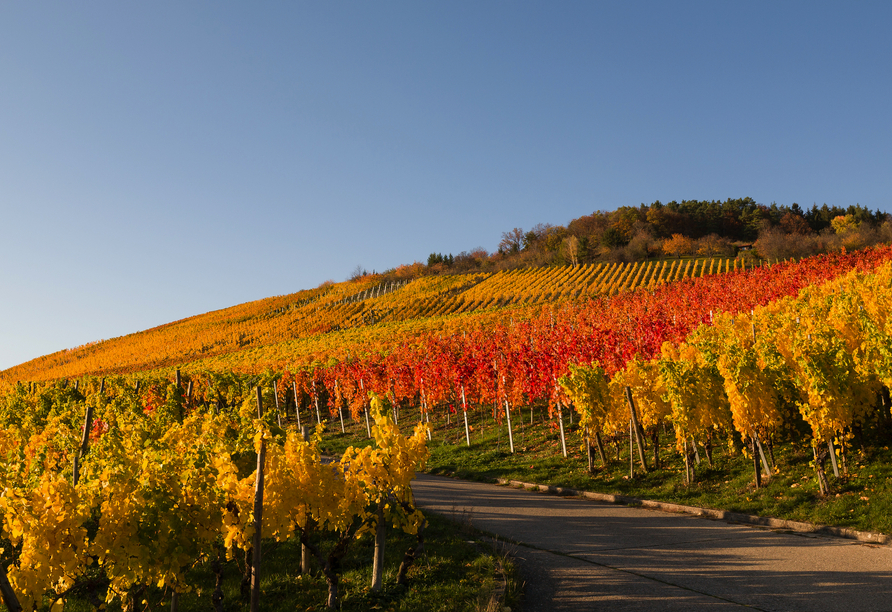 Die Weinberge rund um Reutlingen leuchten im Herbst in goldenen Farben.