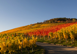 Die Weinberge rund um Reutlingen leuchten im Herbst in goldenen Farben.