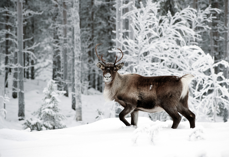 Erleben Sie auch die typische Flora und Fauna Schwedens im Skansen. Sie werden entzückt sein!