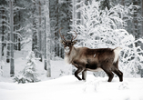 Erleben Sie auch die typische Flora und Fauna Schwedens im Skansen. Sie werden entzückt sein!