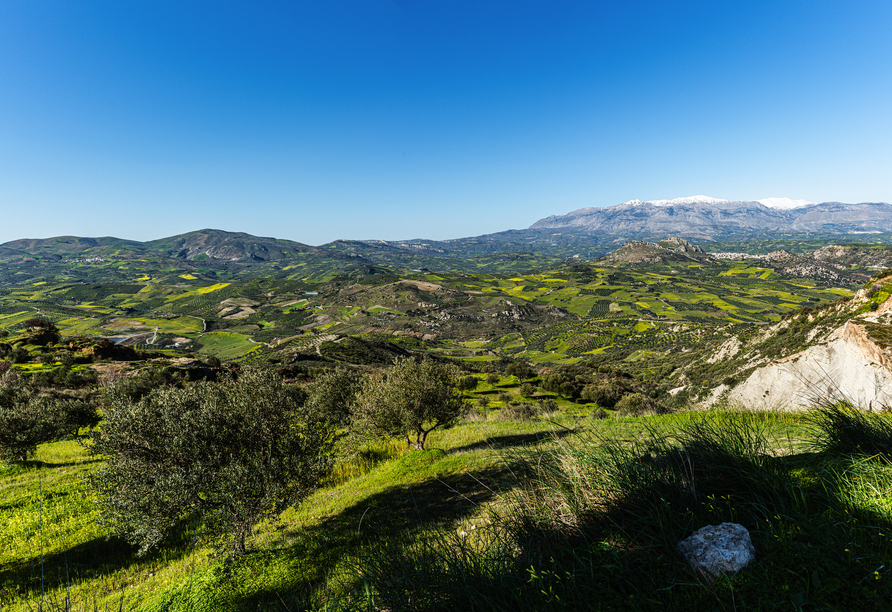 Sie besuchen Archanes, das größte Weinanbaugebiet Kretas.