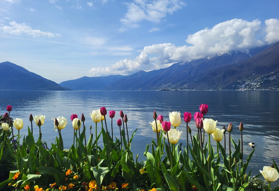 Genießen Sie in Ascona den idyllischen Ausblick über den Lago Maggiore.