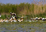 Im Donaudelta können Sie Pelikane beobachten.