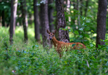 Im Wildgehege Laichingen tanken Sie in der Ruhe der Natur auf und können u.a. Rotwild beobachten.