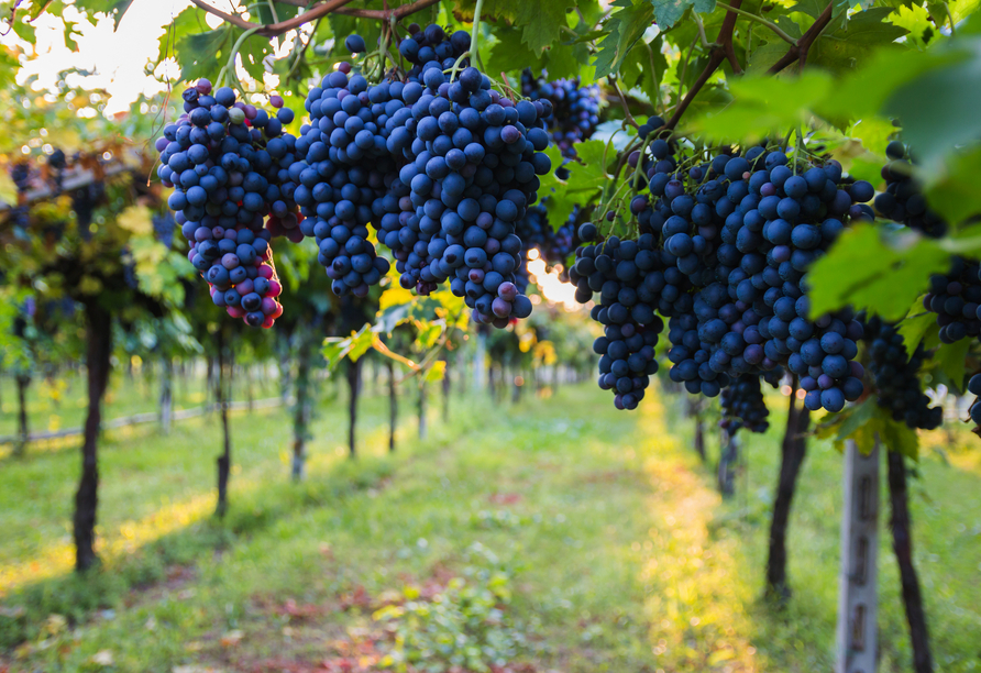 Rund um Bardolino reifen die Trauben für den exzellenten Wein.