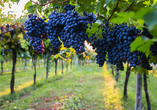 Rund um Bardolino reifen die Trauben für den exzellenten Wein.