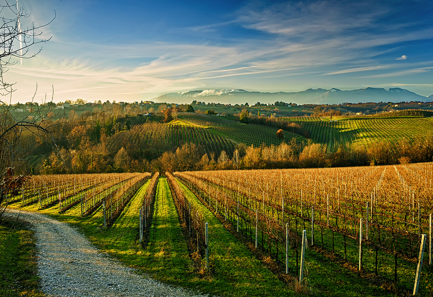 Rund um Treviso reifen die Trauben für den vorzüglichen italienischen Wein heran.
