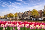 Freuen Sie sich auf Amsterdam zur Tulpenblüte.