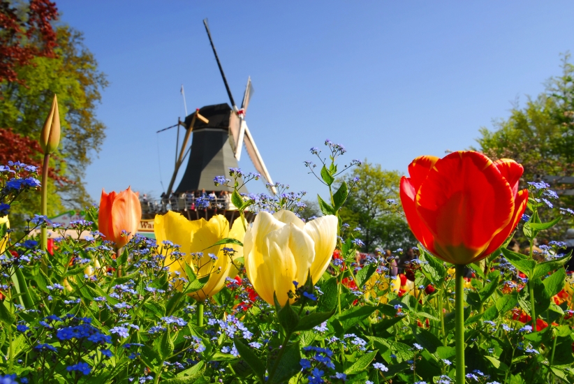 Besuchen Sie den berühmten Keukenhof in den Niederlanden.