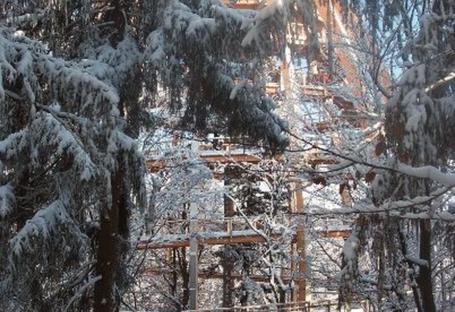Besuchen Sie den Baumwipfelpfad in Neuschönau im Bayerischen Wald.