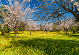 Entdecken Sie Mallorca zu einer der schönsten Zeiten des Jahres, der Mandelblüte (Reisetermine von Februar bis März).