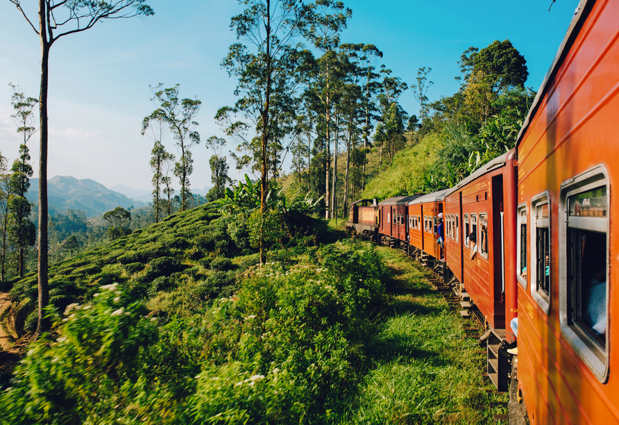 Ihre Panoramazugfahrt von Kandy nach Nanuoya führt Sie durch Teeplantagen und eine wundervolle Berglandschaft.     