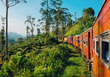 Ihre Panoramazugfahrt von Kandy nach Nanuoya führt Sie durch Teeplantagen und eine wundervolle Berglandschaft.     