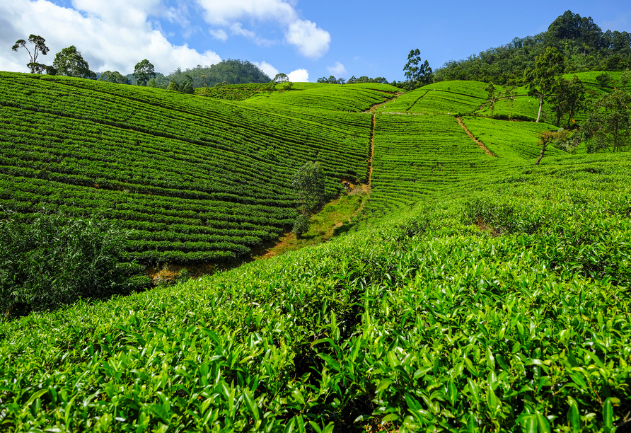 Neben Teeplantagen sehen Sie auch eine Teefabrik mit Verkostung von reinem Ceylon-Tee.