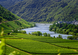 Lassen Sie sich von den Weinbergen und dem satten Grün des Moseltals verzaubern.