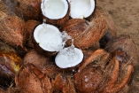 In Kurunegala besuchen Sie eine Kokosnuss-Farm.