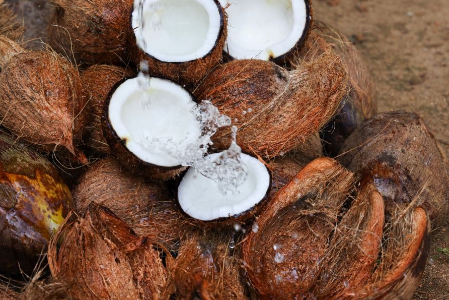In Kurunegala besuchen Sie eine Kokosnuss-Farm.