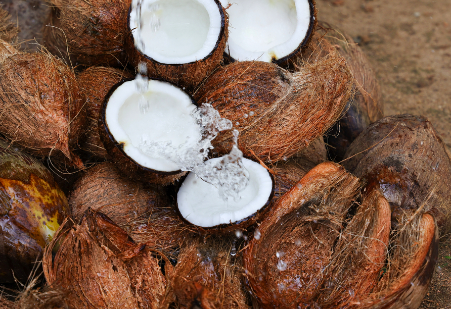 In Kurunegala besuchen Sie eine Kokosnuss-Farm.