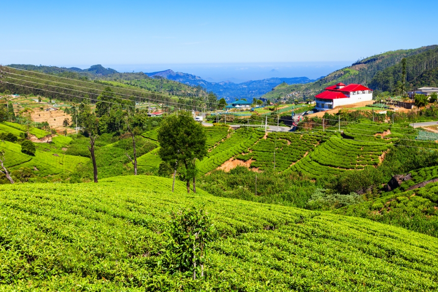 Genießen Sie Freizeit in Nuwara Eliya inmitten malerischer Teeplantagen. 