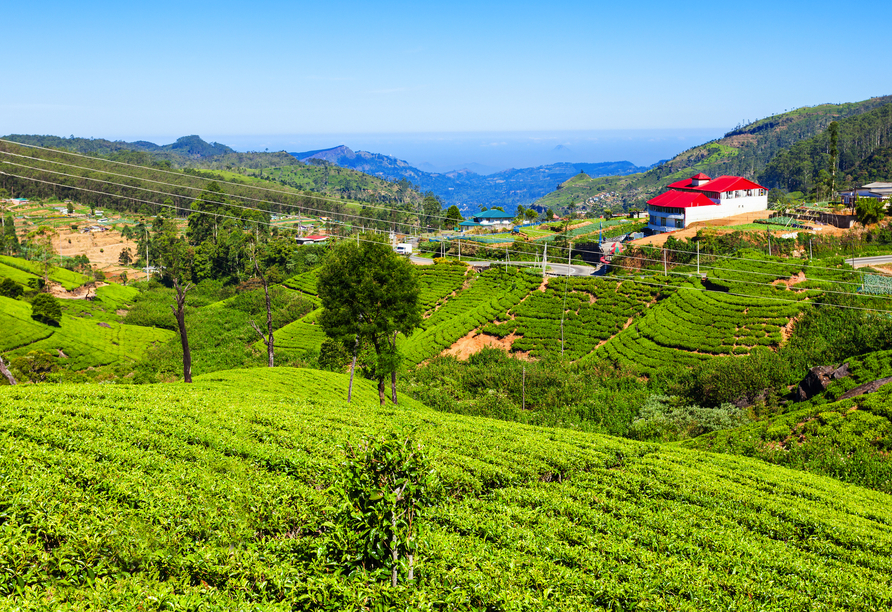 Genießen Sie Freizeit in Nuwara Eliya inmitten malerischer Teeplantagen. 
