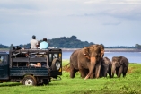 Vor Ort können Sie optional eine Safari durch den Minneriya National Park hinzubuchen.