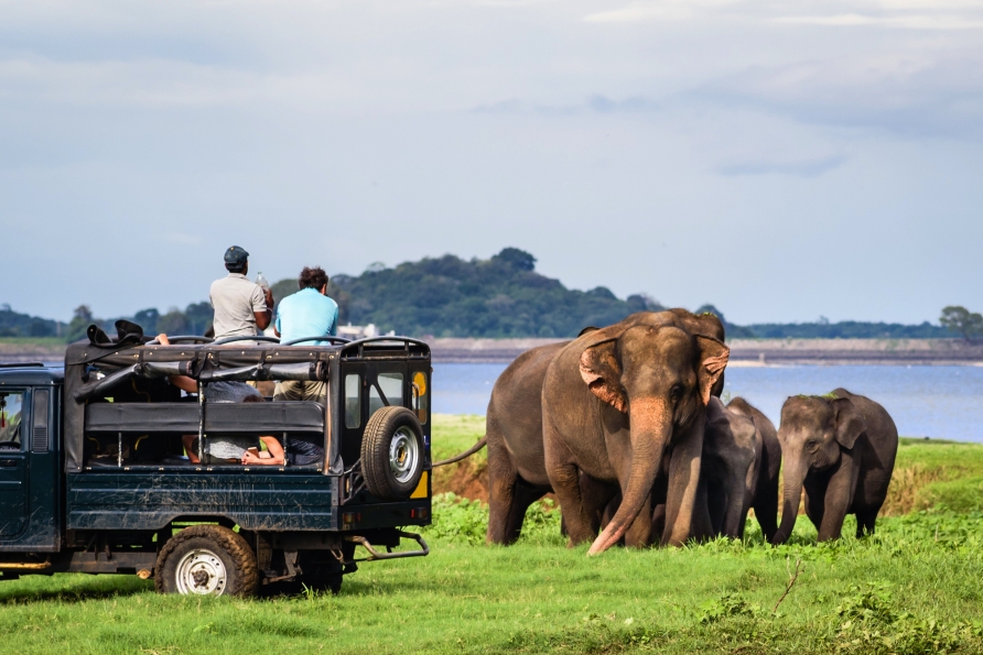 Vor Ort können Sie optional eine Safari durch den Minneriya National Park hinzubuchen.