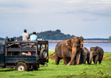 Vor Ort können Sie optional eine Safari durch den Minneriya National Park hinzubuchen.