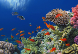 Erkunden Sie die bunte Unterwasserwelt des Roten Meeres. 
