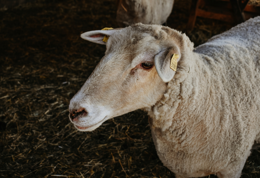 Große und kleine Schafe werden Ihnen auf dem Gelände des Landhotels öfter begegnen. Denn: Die Merinoherde des Hofes umfasst knapp 1.000 Tiere.