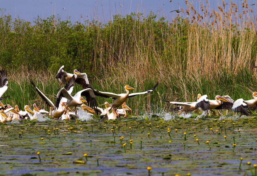 Im Donaudelta können Sie Pelikane in der freien Natur beobachten.