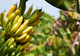 Auf dem Weg nach Agadir halten Sie bei einer Bananenplantage.