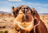 Wer weiß, vielleicht erhaschen Sie während Ihrer Reise einen Blick auf Kamele.